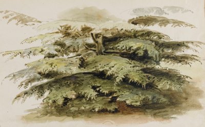 A Study of a Cedar Tree at Merton by Thomas Baxter