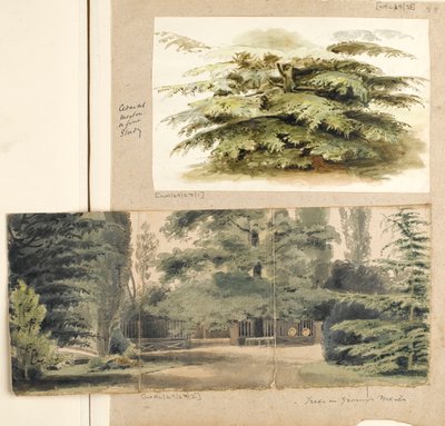 A study of a Cedar tree at Merton by Thomas Baxter
