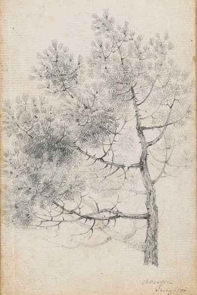 Study of a pine tree at Merton by Thomas Baxter