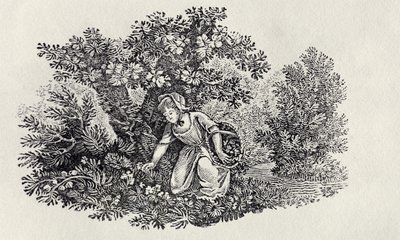 A Girl Gathering Flowers from 