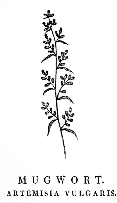A Woodblock Engraving Depicting a Sprig of Mugwort by Thomas Bewick