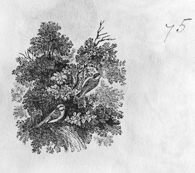 Blue Tit and Great Tit by Thomas Bewick