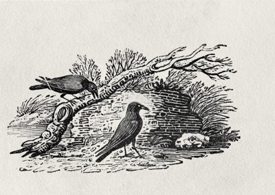 Crows (Corvus corone corone) from the 