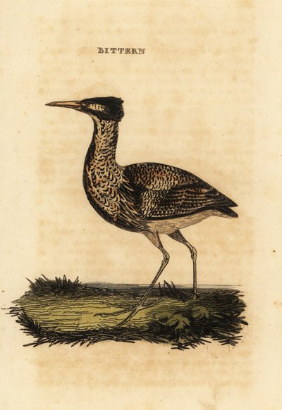 Eurasian bittern or great bittern, Botaurus stellaris by Thomas Bewick