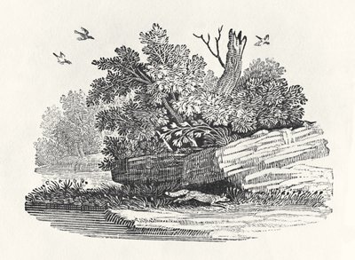 Fox Escaping, from 