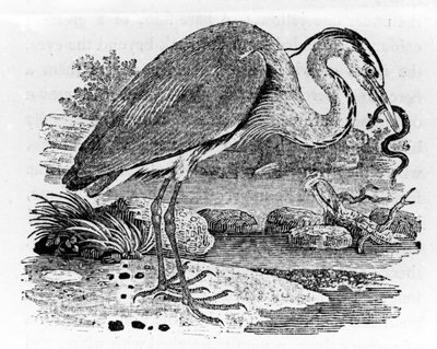 Heron, illustration from 