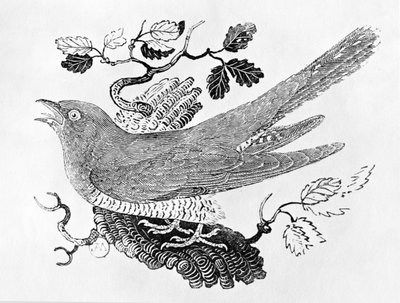 The Cuckoo from the 
