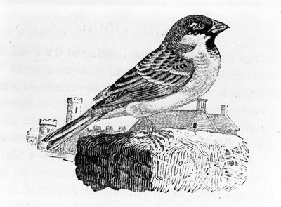 The House Sparrow, illustration from 