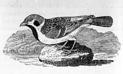 The Mountain Sparrow, Illustration from 