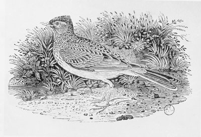 The Skylark (Alauda arvensis) from the 