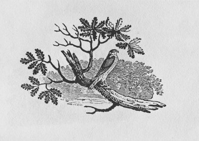 The Sparrowhawk from the 