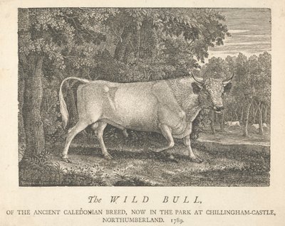 The Wild Bull, of the Ancient Caledonian Breed, Now in the Park, at Chillingham-Castle, Northumberland by Thomas Bewick