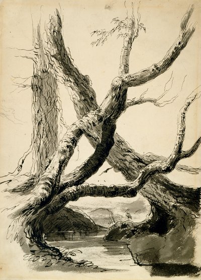 Sketch of Tree Trunks by Thomas Cole