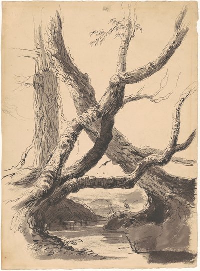 Tree Trunks by Thomas Cole