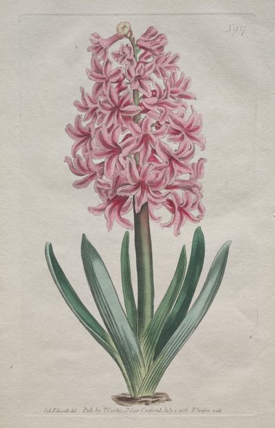 The Botanical Magazine or Flower Garden Displayed: Garden Hyacinth by Thomas Curtis