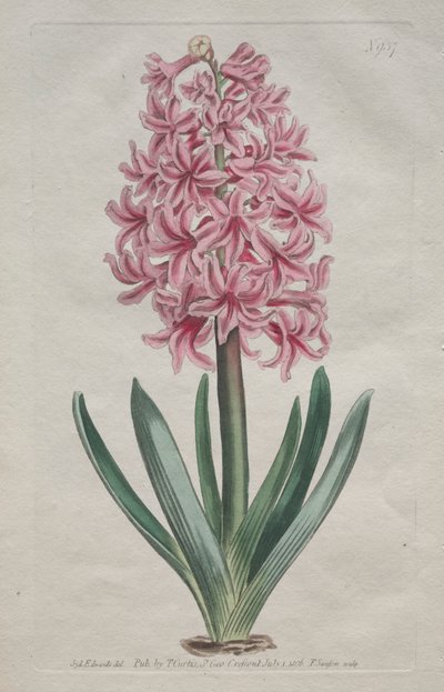 The Botanical Magazine or Flower Garden Displayed: Garden Hyacinth by Thomas Curtis