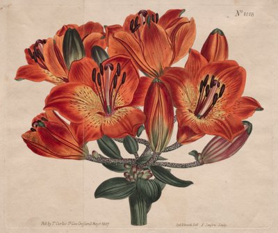 The Botanical Magazine or Flower Garden Displayed: Umbel-Flowering Bulb-Bearing Orange-Lily by Thomas Curtis