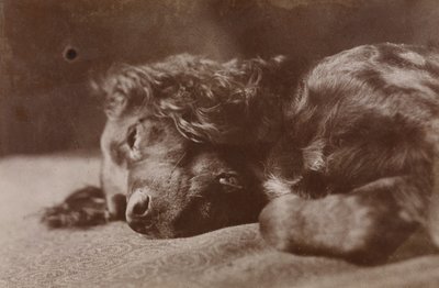 Boyce, Portrait of a Setter Dog by Thomas Eakins
