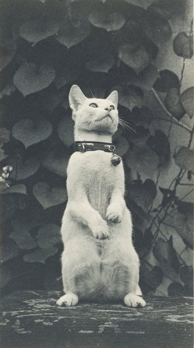 Cat in Eakins