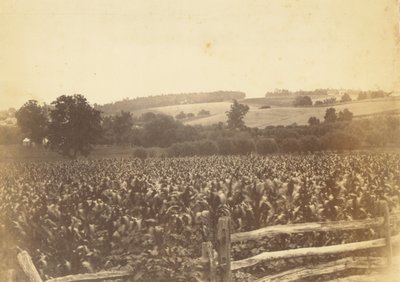 Cornfield, Avondale, PA by Thomas Eakins