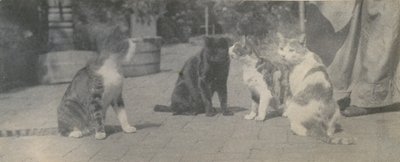 Four Cats, ca. 1895 by Thomas Eakins