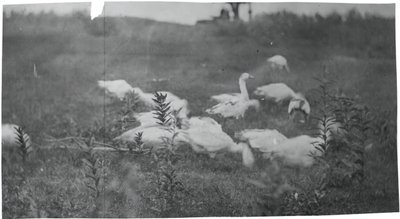 Geese at the Site of Mending the Net, Gloucester, N.J., 1881 by Thomas Eakins