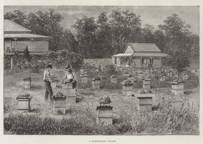 A Queensland Apiary by Thomas Harrington Wilson