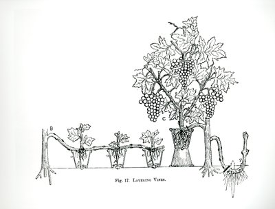 Layering vines, from Thomas Mawson