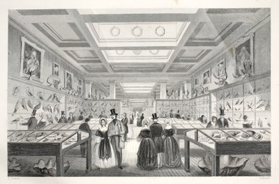 British Museum, Zoological Gallery, from 