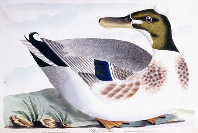The Drake by Thomas Lord