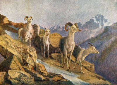 Fanning Sheep Coming Down to Feed by Thomas Mower Martin