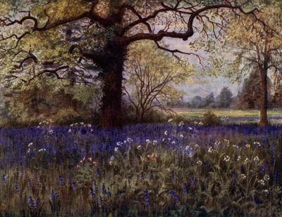 Kew Gardens: Wild Hyacinths by Thomas Mower Martin