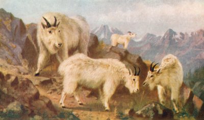 Mountain Goats Feeding by Thomas Mower Martin