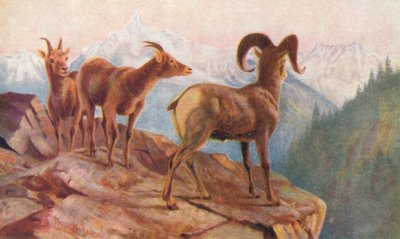 Mountain Sheep at Home by Thomas Mower Martin