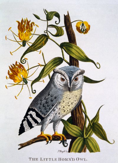 Little Horned Owl, from 