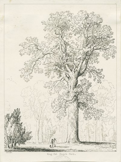 Blithfield - King Oak by Thomas Peploe Wood