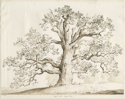 Blithfield - Squitch Oak by Thomas Peploe Wood
