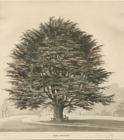 Ingestre - Cedar Tree by Thomas Peploe Wood