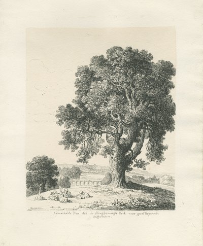 Shugborough Park - Ash Tree by Thomas Peploe Wood