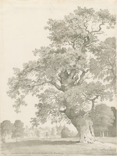 Tixall - Oak Tree by Thomas Peploe Wood