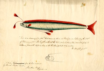 A Watercolour Drawing of the Newlyn Oarfish (Regalecus glesne), c.1849 by Thomas Quiller Couch