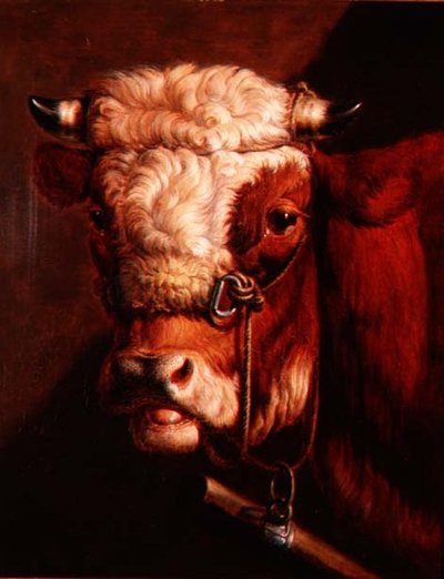 Portrait of a Bull
