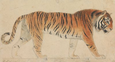 A Tiger, Full-Length, in Profile, Walking Towards Right by Thomas Stothard