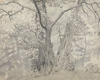 Tree Study by Thomas Stothard