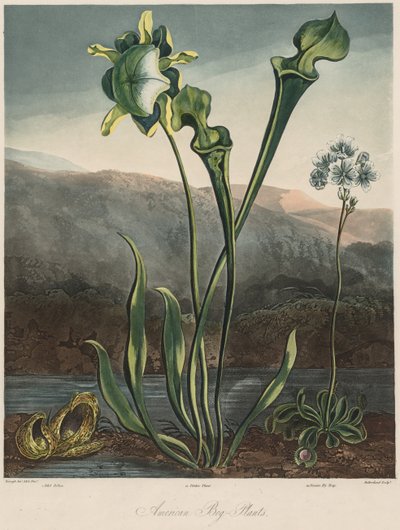 The Temple of the Flora: American Bog Plants by Thomas Sutherland