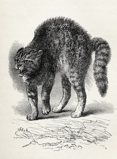 Cat Terrified by a Dog, from Charles Darwin