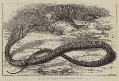 The Snake-Eating Serpent in the Zoological Society