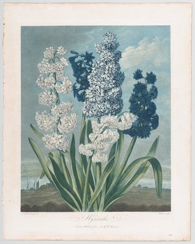 Hyacinths, from The Temple of Flora, or Garden of Nature by Thomas Warner