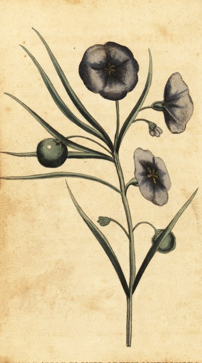 Potato-apple flower of New South Wales, Australia by Thomas Watling