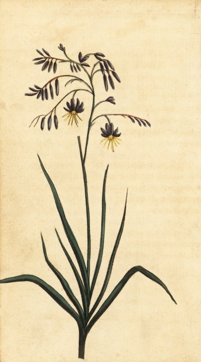 Rock Flower of New South Wales, Australia (engraving) by Thomas Watling